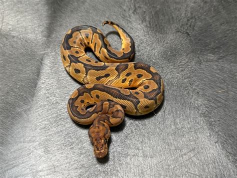 Orange Dream Clown Female Ball Python by Pin’s Pythons