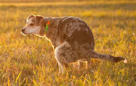 C Mo Evitar Que Nuestro Perro Orine En Casa Nunpet