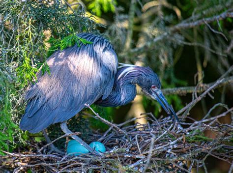 Little Blue Heron At The Nest Stock Image Image Of Egret Nature