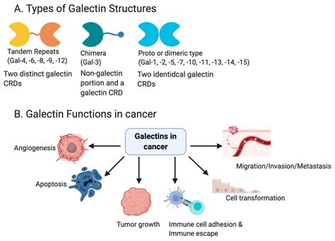 A Schematic Showing The Different Galectin Structures And Members Of