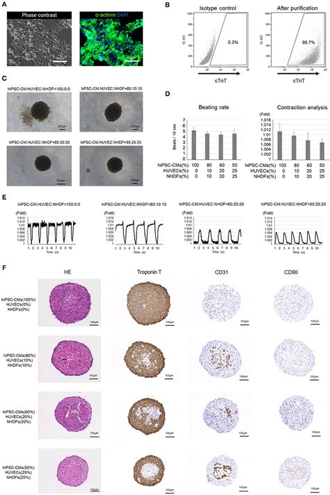 Frontiers Scaffold Free Tubular Engineered Heart Tissue From Human