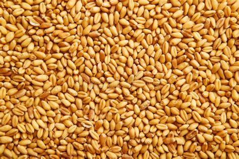 Wheat Steam On Grains Stock Image Image Of Texture Farm 11917843