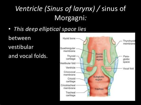 Anatomy Of Larynx