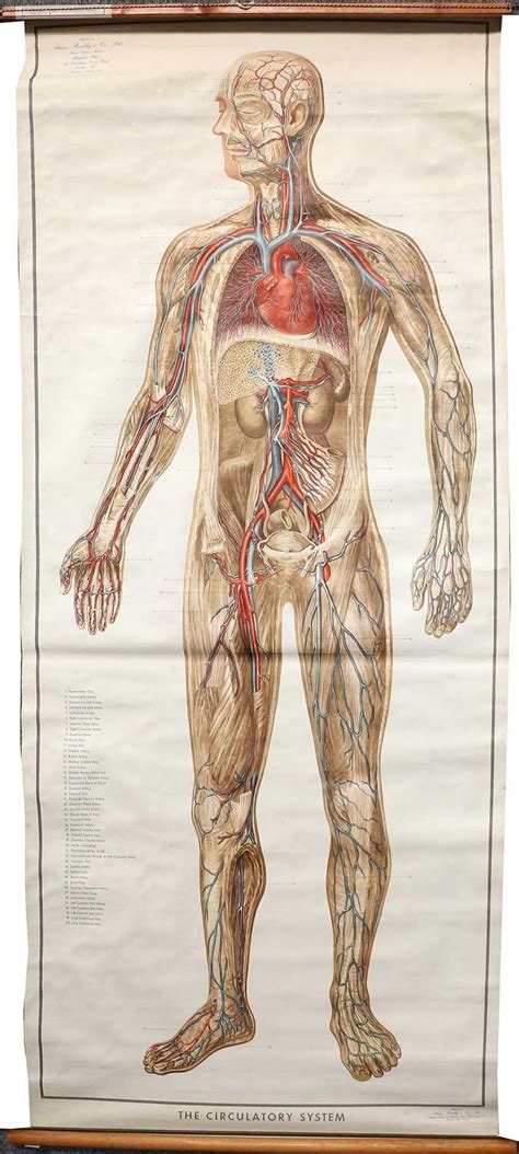 Lot 88 - The Circulatory System Medical Poster By Adam,