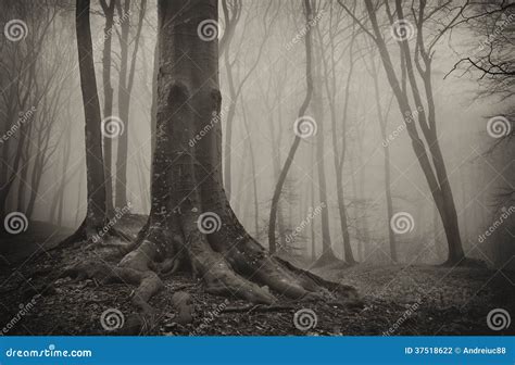 Foresta Misteriosa Scura Con Il Vecchi Albero E Nebbia Fotografia Stock