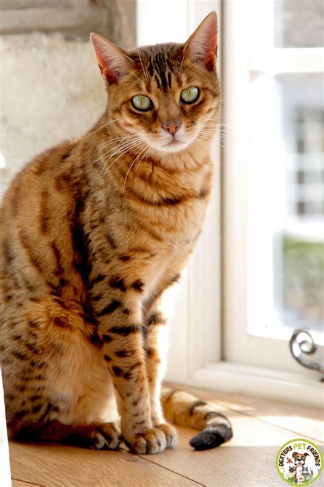 Pin Di Bengal Cats