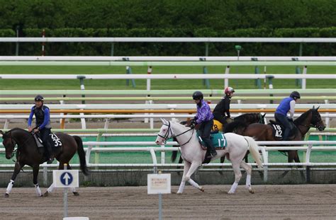 ソダシの半弟で白毛馬のカルパ、函館で角馬場入り 北村助手「順応性が高くすぐ慣れた」 2歳馬特集 競馬写真ニュース 日刊スポーツ