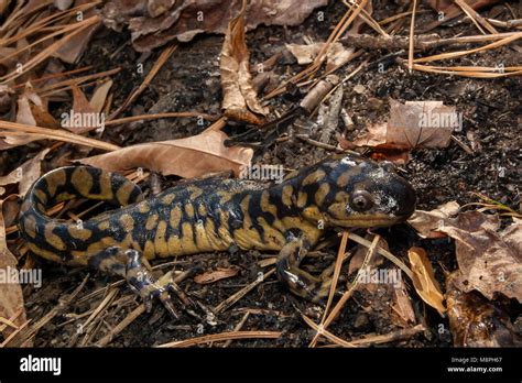 Eastern Tiger Salamander Ambystoma Tigrinum Stock Photo Alamy