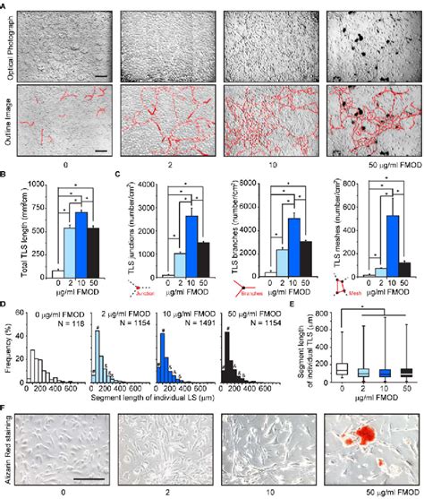 Figure 1 From Fibromodulin Promoted In Vitro And In Vivo Angiogenesis