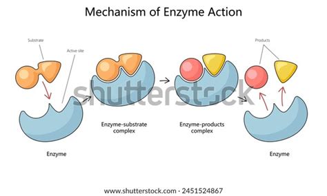 Best Enzymes Substrates Royalty-Free Images, Stock Photos & Pictures | Shutterstock