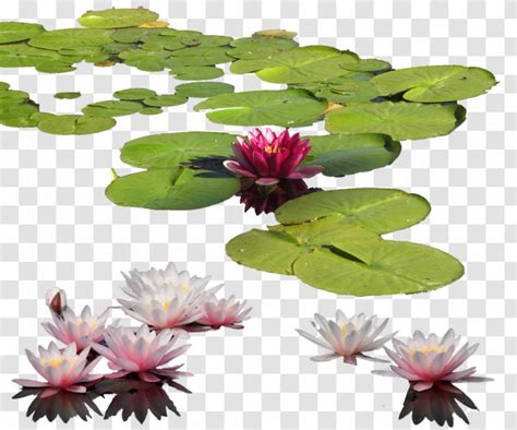 Petal Leaf Flowerpot Water Lily Clipart Transparent PNG