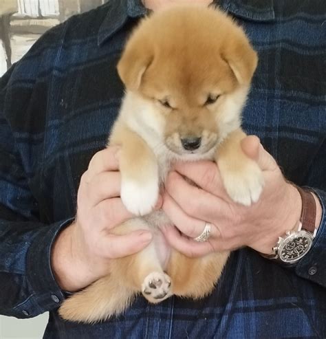 Shiba Inu Fci Suczka Z Rodowodem Zkwp Szyd Owiec Olx Pl