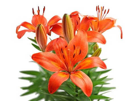 Orange Lily Bouquet Isolated On White Background High Detail Studio