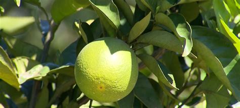 Fl Rida Safra De Laranja Pode Cair Aponta Usda Agro Em Campo