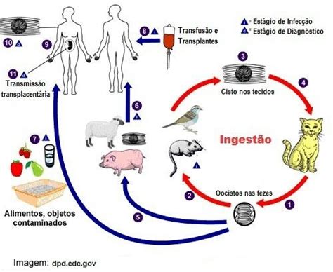 Biologista Professor Ricardo Hisamoto O Ciclo De Vida Dos Parasitos Causadores De Patologias