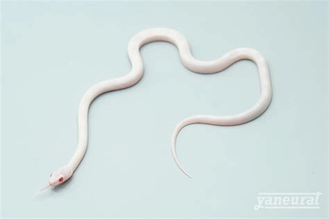 yaneurat