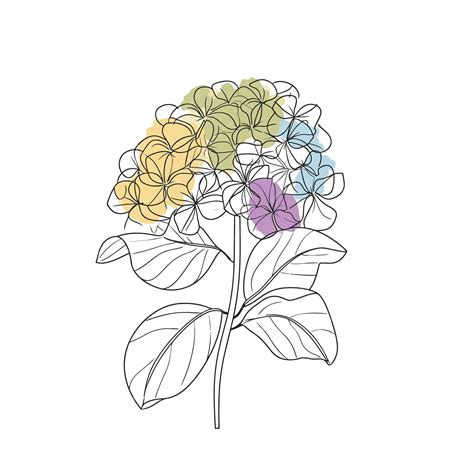 Premium Vector Elegant Line Drawing Of A Hydrangea Flower