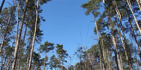 Wälder leiden Privatwaldbesitzer sollen Forst klimastabil machen