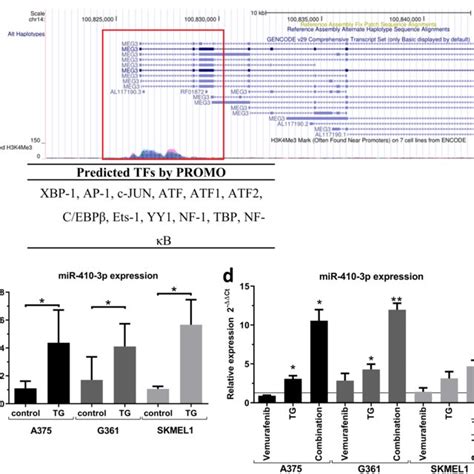 MiR 410 3p Is Induced By Vemurafenib Via ER Stress A In Silico