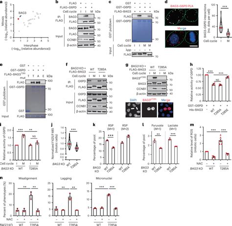 G6pd Activity In Mitosis Is Modulated By Dynamic Interaction With