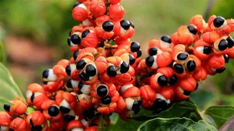 Guarana and Its Many Benefits and Uses in Kupah Healthy