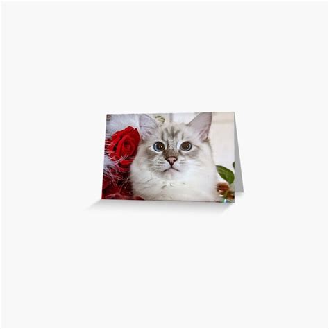 Saoirse Ragdoll Greeting Card For Sale By Fluffycat