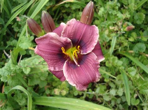 Mini Daylily Hemerocallis Cast A Spell Stamile 2000 Day Lilies