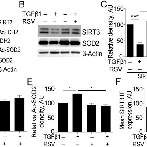 Transforming growth factor beta 1 TGFβ1 regulates Sirtuin 3 SIRT3