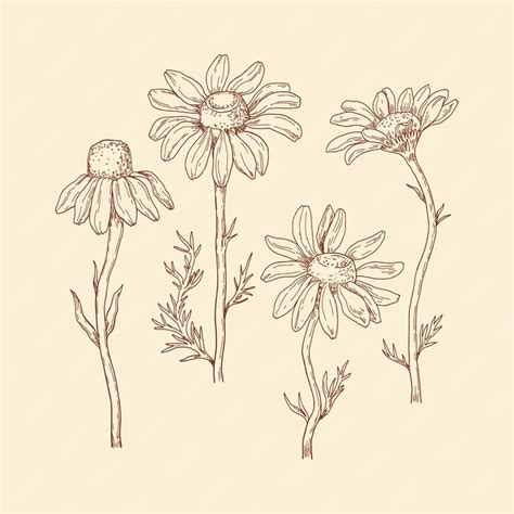 Premium Vector | Hand drawn daisy illustration