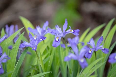 Dwarf Crested Iris C Mo Cuidar Una Planta De Iris Enano