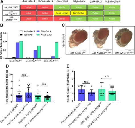 De Novo Variants In Mrtfb Have Gain Of Function Activity In Drosophila