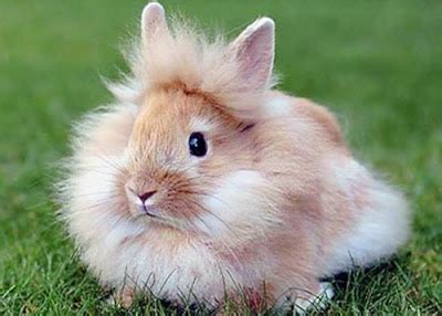 Lion Head Rabbit: The Breed With A Majestic Mane And Gentle Heart | The ...