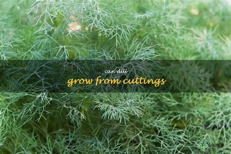 How To Propagate Dill Through Cuttings For A Thriving Garden | ShunCy