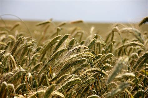 Los Cultivos De Cereales Evolucionan De Manera Muy Diferente En La UE