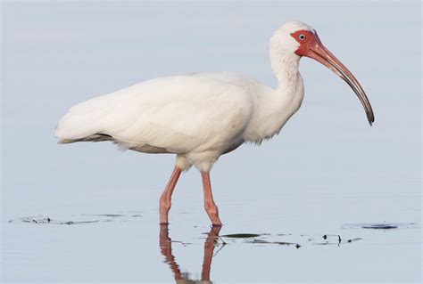 12 Birds That Are White In North Carolina Id Guide Bird Watching Hq