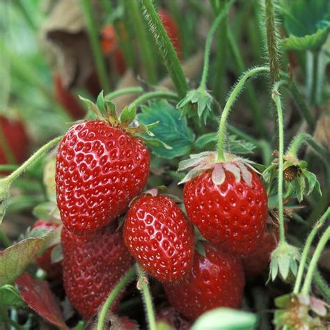 Growing Strawberries Tips And Tricks For Best Success