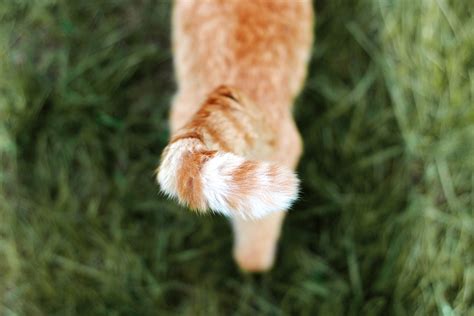 Secrets Your Cats Tail Is Trying To Tell You Readers Digest