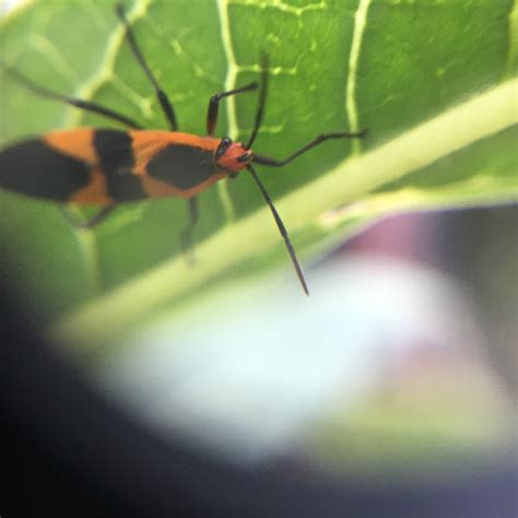 Large Milkweed Bug Project Noah