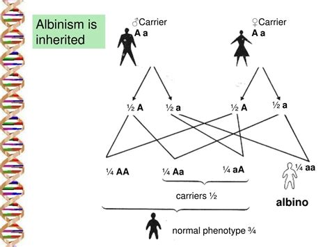 Ppt Karyogram And Karyotype Powerpoint Presentation Free Download