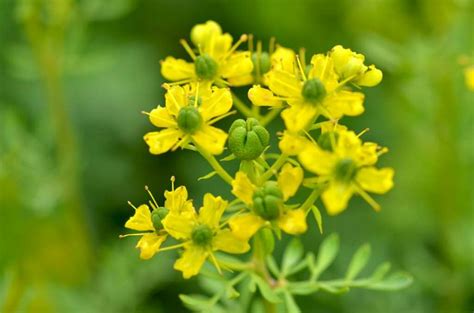 La Ruda Sugerencias Y Explicaciones Plantas