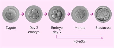 Percentage of embryos reaching blastocyst stage