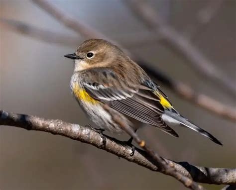 What Insects Do Birds Eat? Exploring Avian Food Choices!