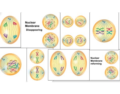 Meiosis Image Quiz