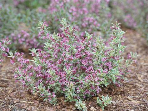 My Monet® Purple Effect Weigela Jeffries Nurseries