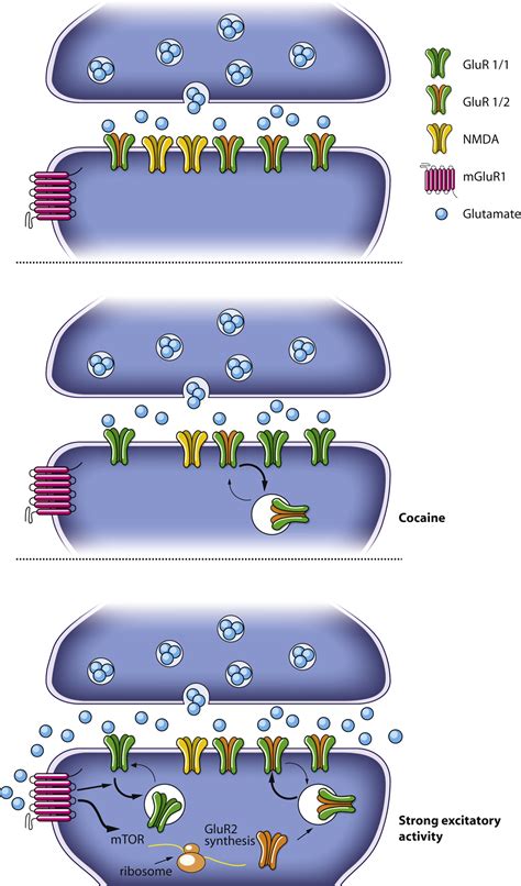 Group Mglur Dependent Synaptic Long Term Depression Mechanisms And