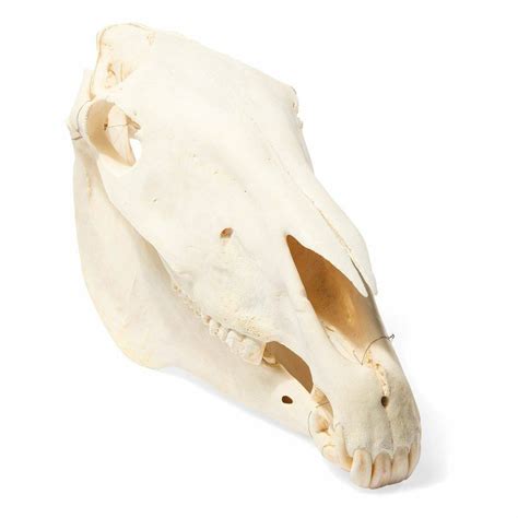 3B Scientific - Buy Real Horse Skull - Free Shipping