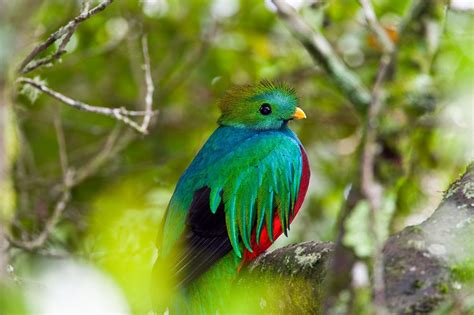 The Resplendent Quetzal Pharomachrus Mocinno Has Colorful Plumage On