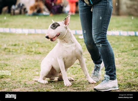 English white terrier hi-res stock photography and images - Alamy