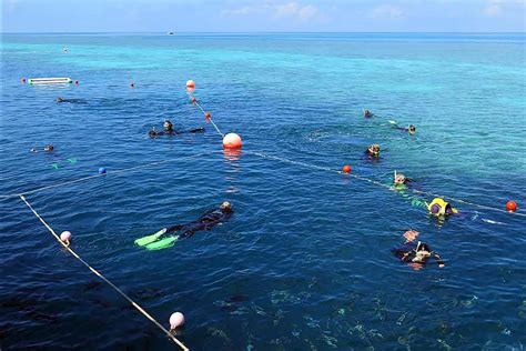 Cruise Whitsunday Great Barrier Reef Pontoon Airlie Beach Tourism