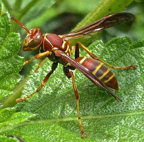 Paper Wasp Polistes Dorsalis BugGuide Net